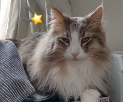 猫写真