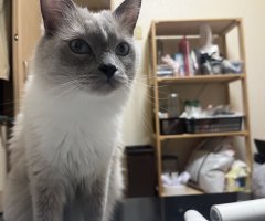 猫写真