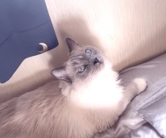 猫写真