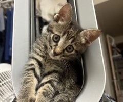 猫写真