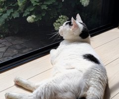 猫写真
