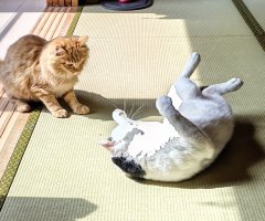 猫写真