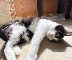 猫写真