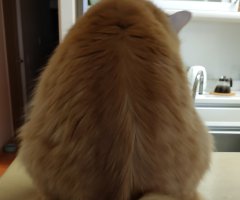 猫写真