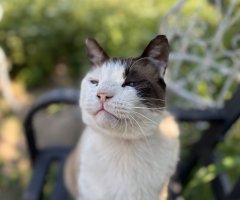 猫写真