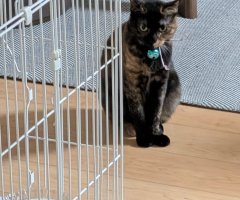 猫写真