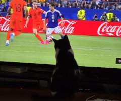 猫写真