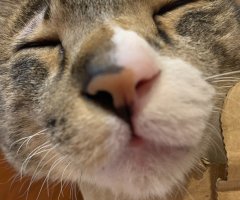 猫写真