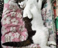 猫写真