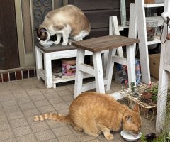 猫写真