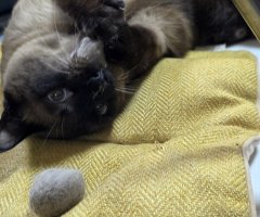 猫写真