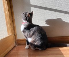 猫写真