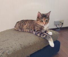 猫写真