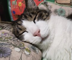 猫写真