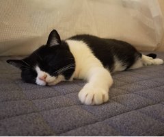 猫写真