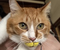 猫写真