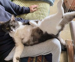 猫写真