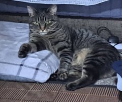 猫写真