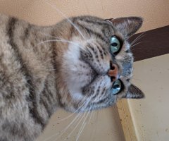 猫写真