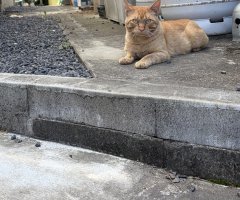 猫写真