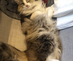 猫写真