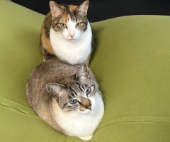 猫写真