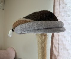 猫写真
