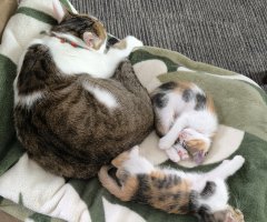 猫写真