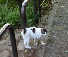 猫写真