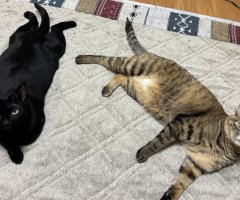 猫写真