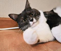 猫写真