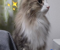猫写真