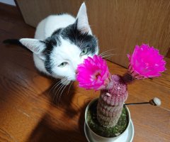 猫写真