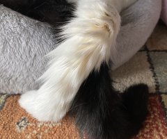 猫写真