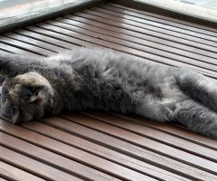 猫写真