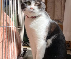 猫写真