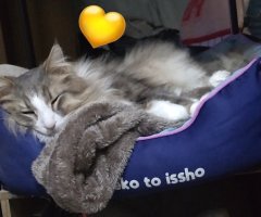 猫写真