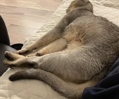 猫写真