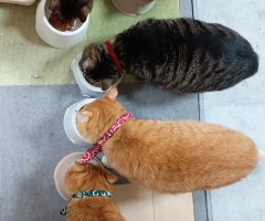 猫写真