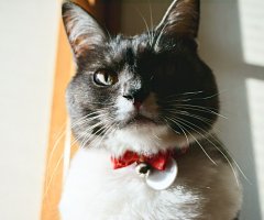 猫写真