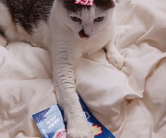 猫写真