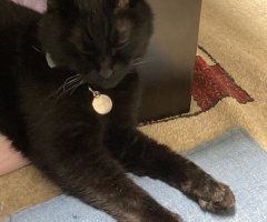 猫写真
