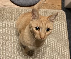 猫写真