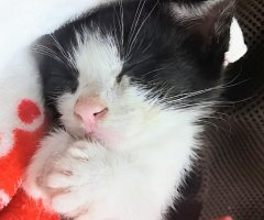 猫写真
