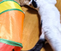 猫写真