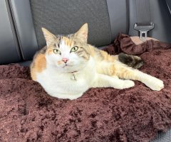 猫写真