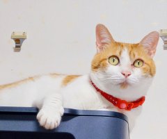 ネコ写真