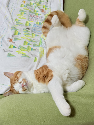 猫は液体！