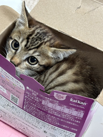 ジャストフィット
