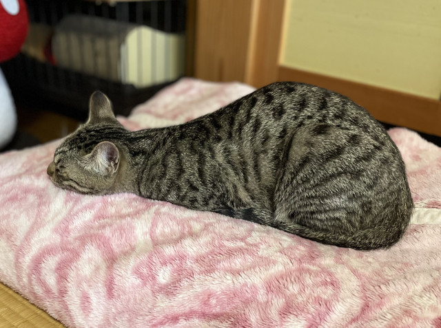 ツチノコ寝